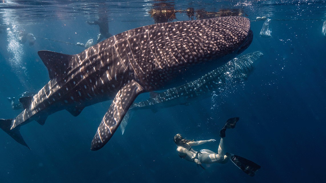 Whale Shark